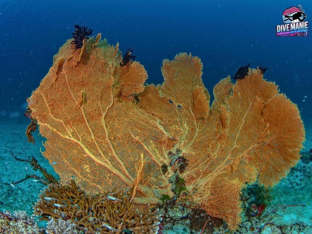 Khaolak Dive Resort Khao Lak Exteriér fotografie
