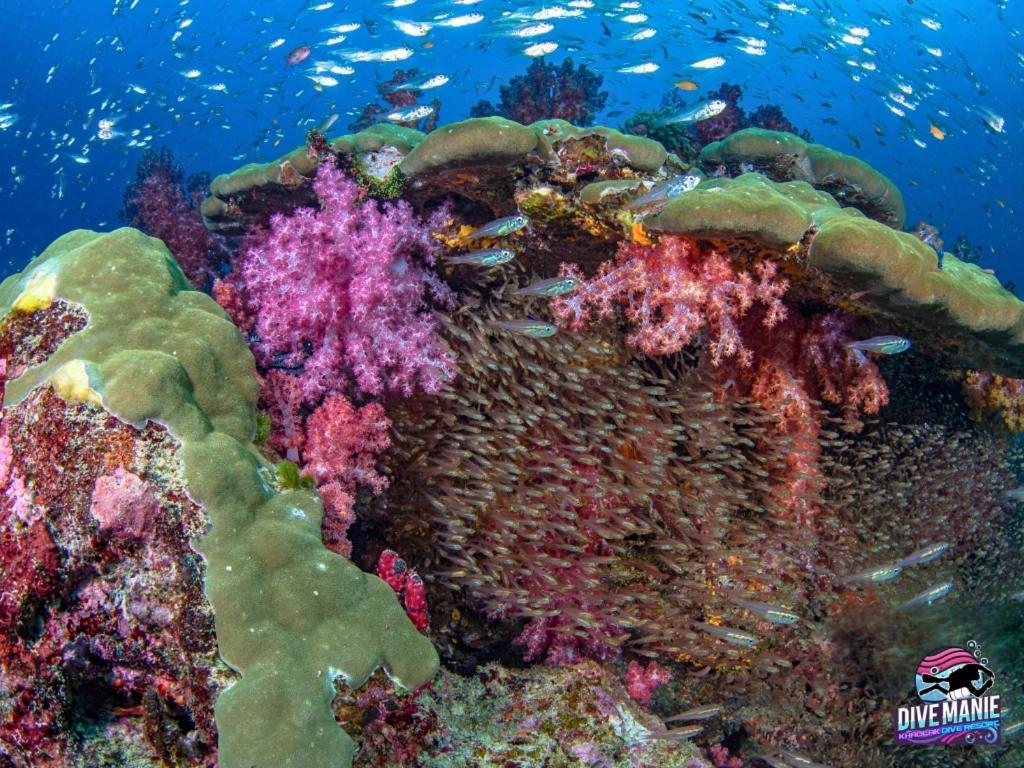 Khaolak Dive Resort Khao Lak Exteriér fotografie